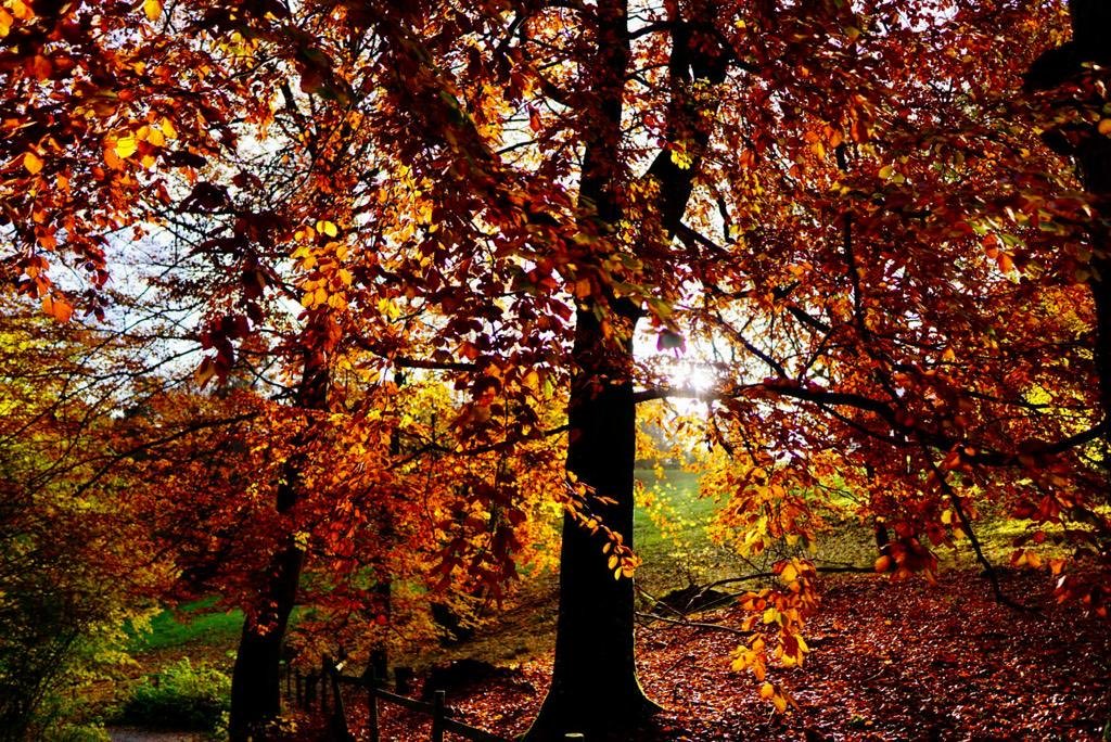 Sunlight Falls Through Autumn