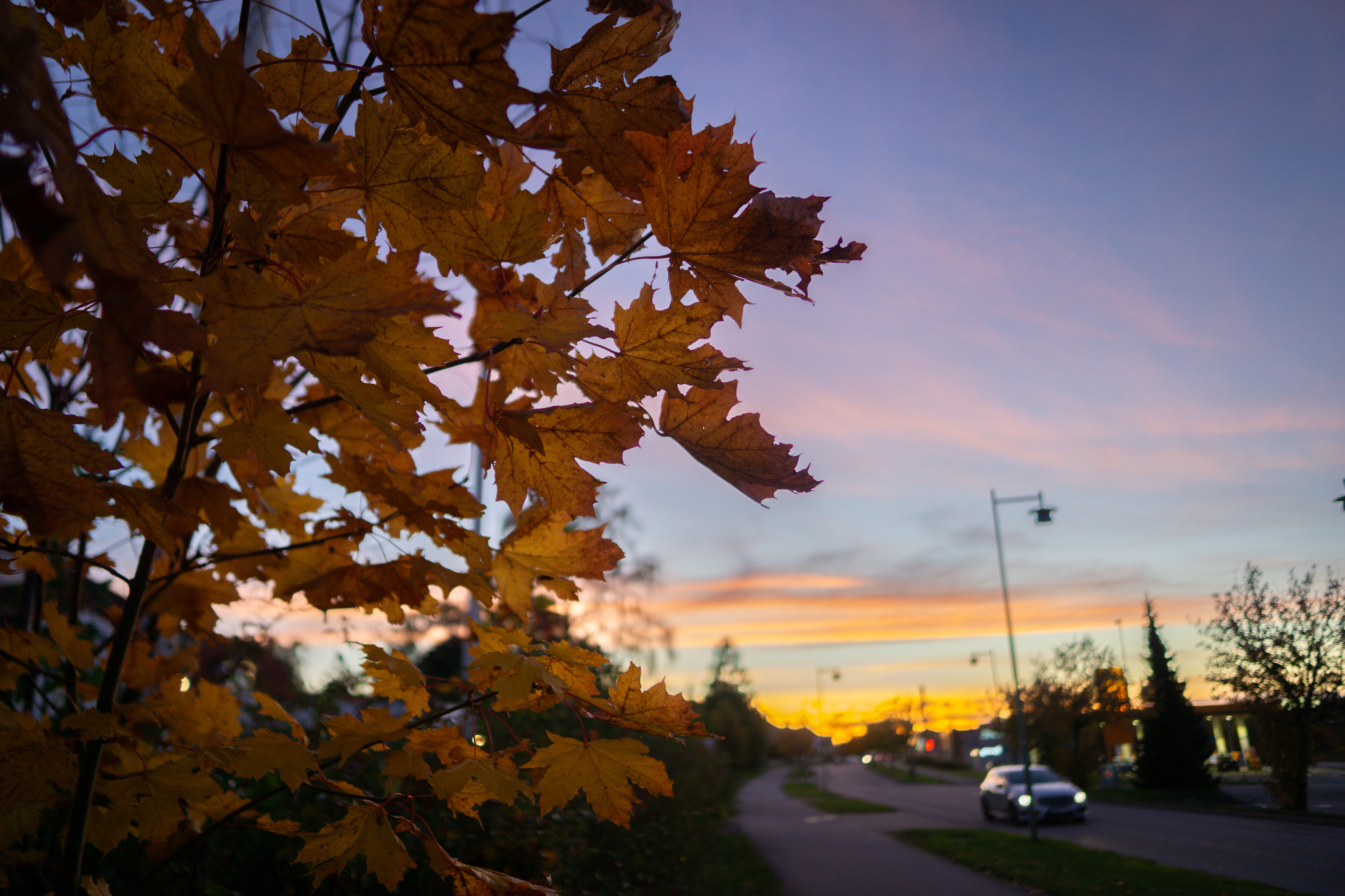 The Last Leaves of Daylight