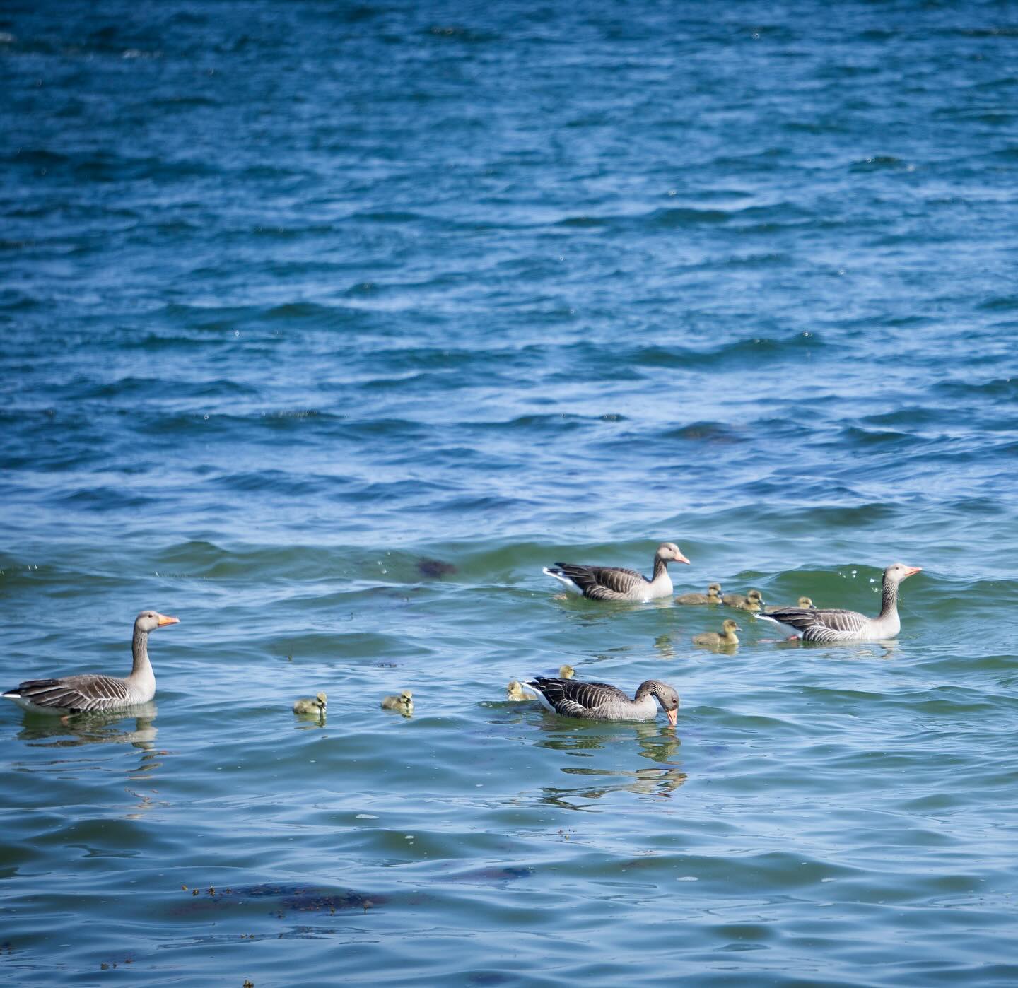 Small Voyagers on Blue Water