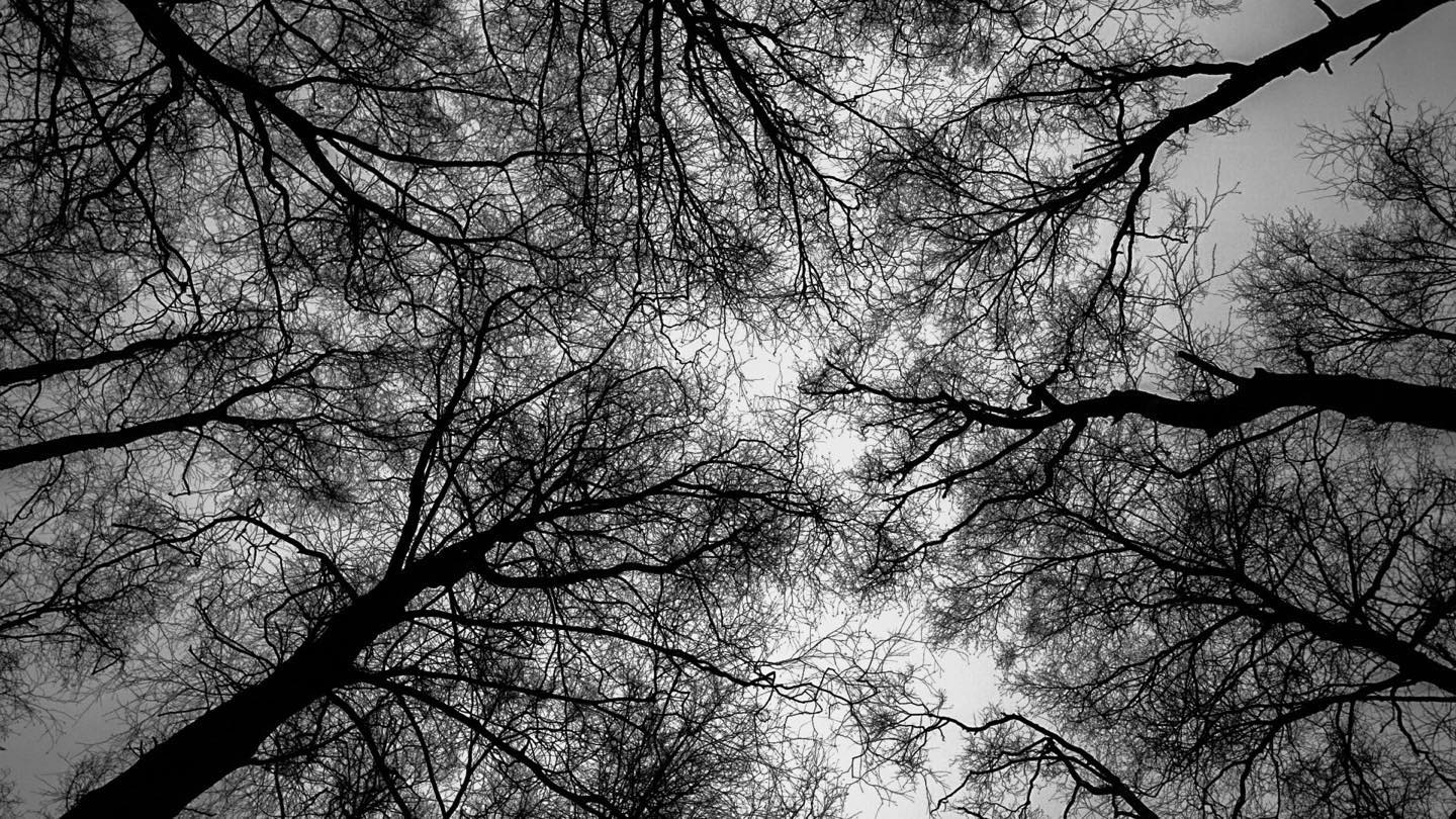 Branches Written in Black