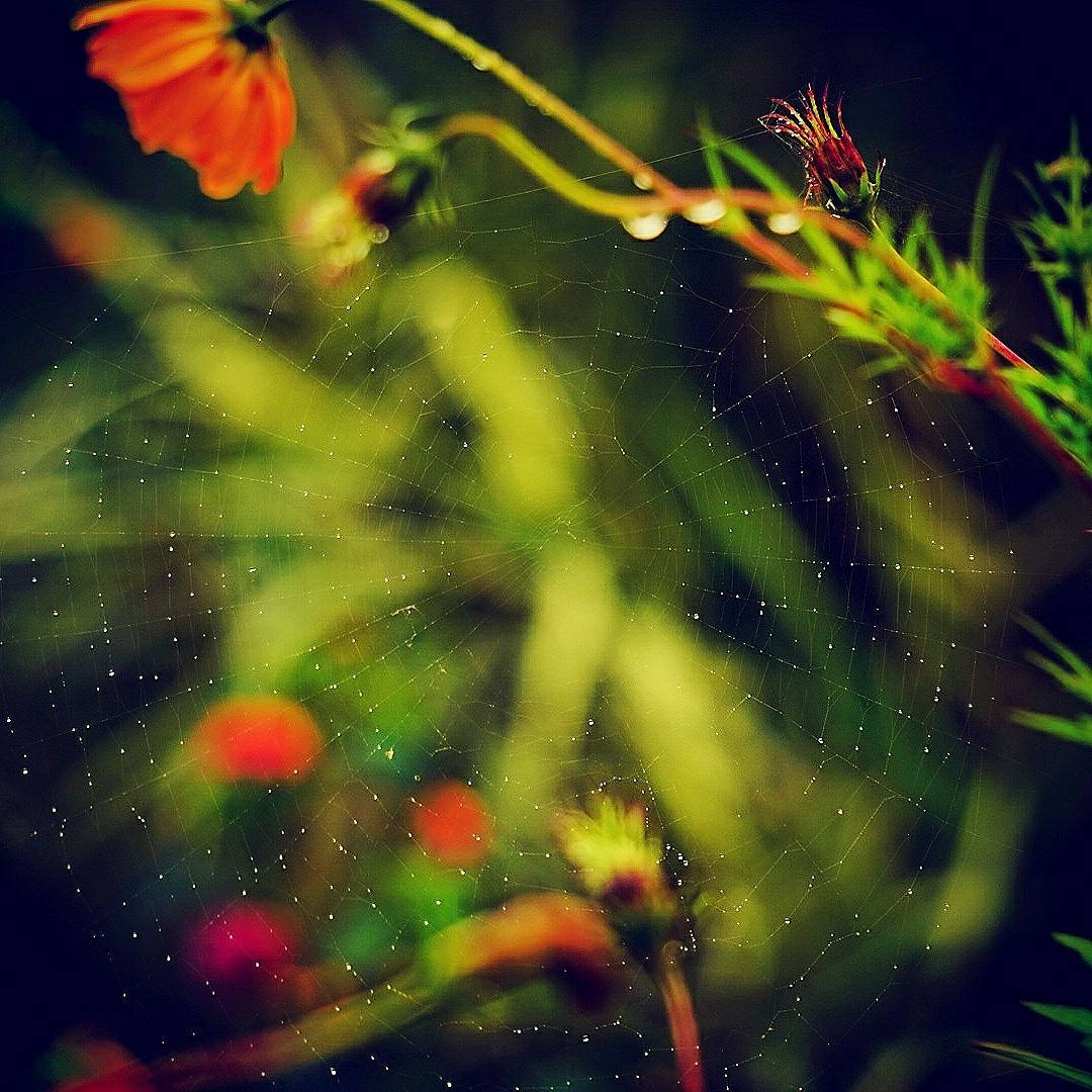 Jewels Woven Before Morning