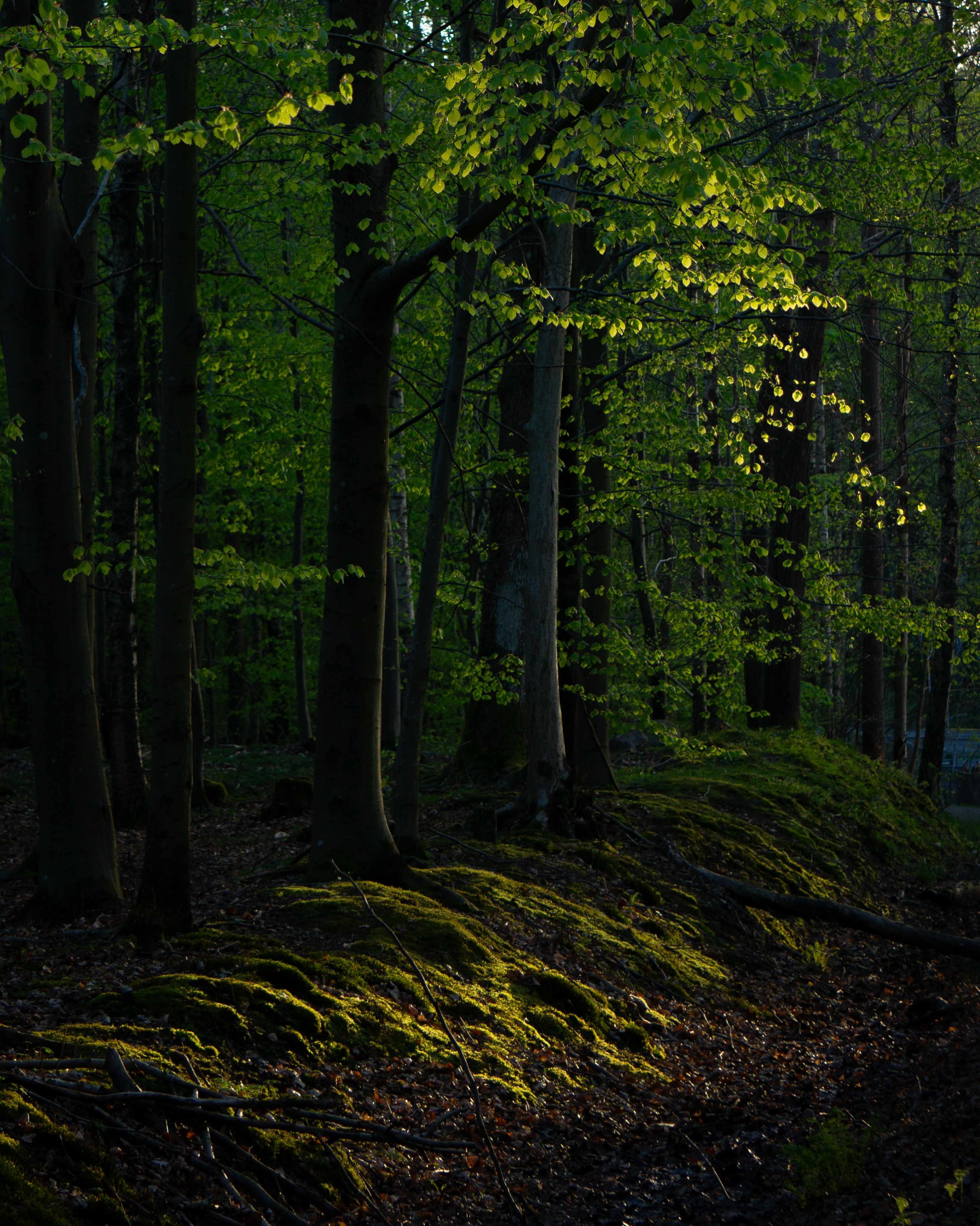 Where the Forest Keeps Its Silence