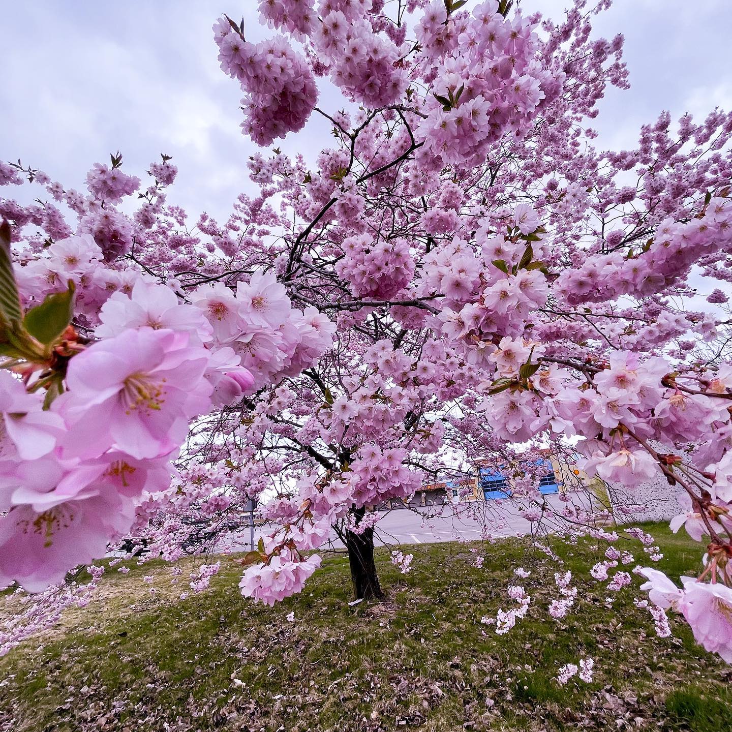 Spring Arrives All at Once