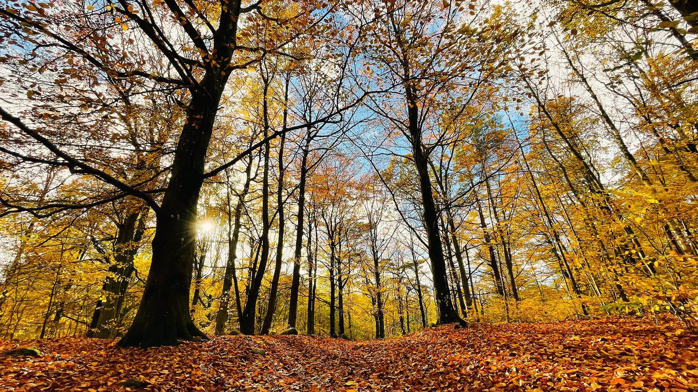Autumn Spreads Its Golden Carpet