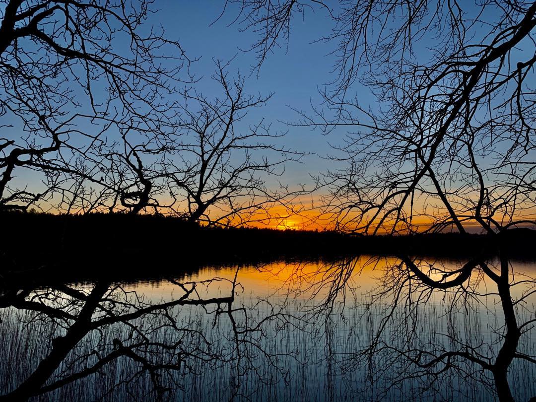 Sunset Through the Branches