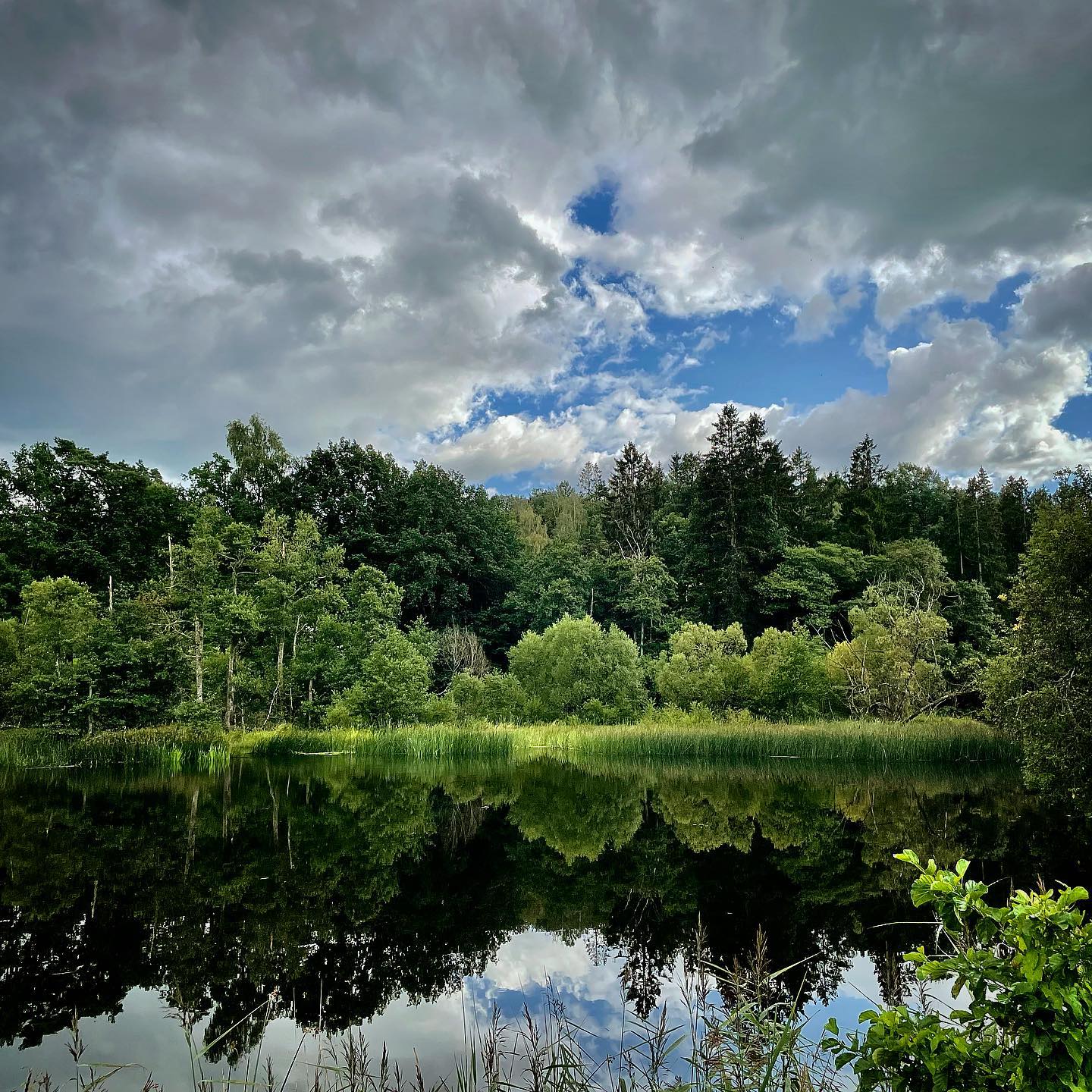 The Forest Meets Its Reflection