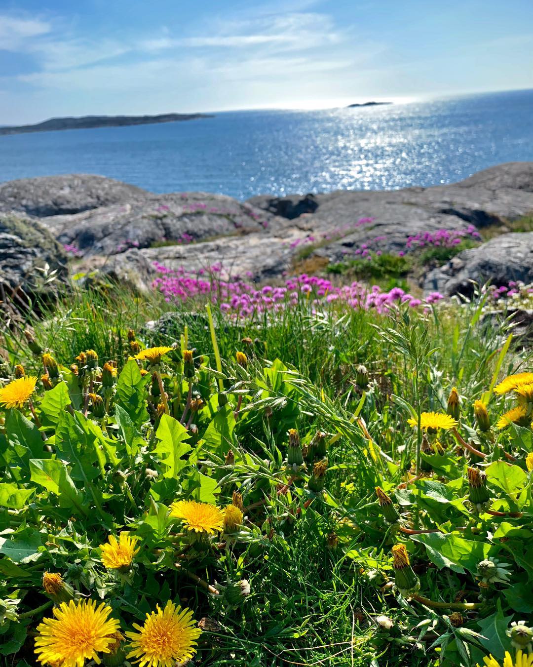 Flowers Beside the Sea