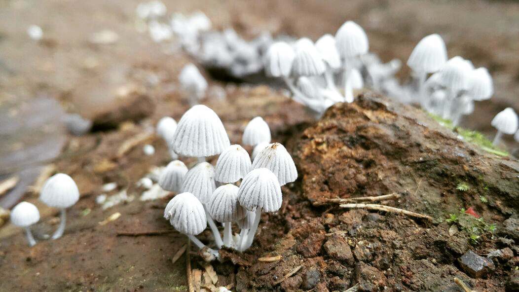 Tiny Umbrellas after the Rain
