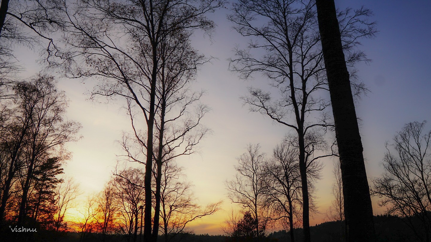 Branches Against the Last Light