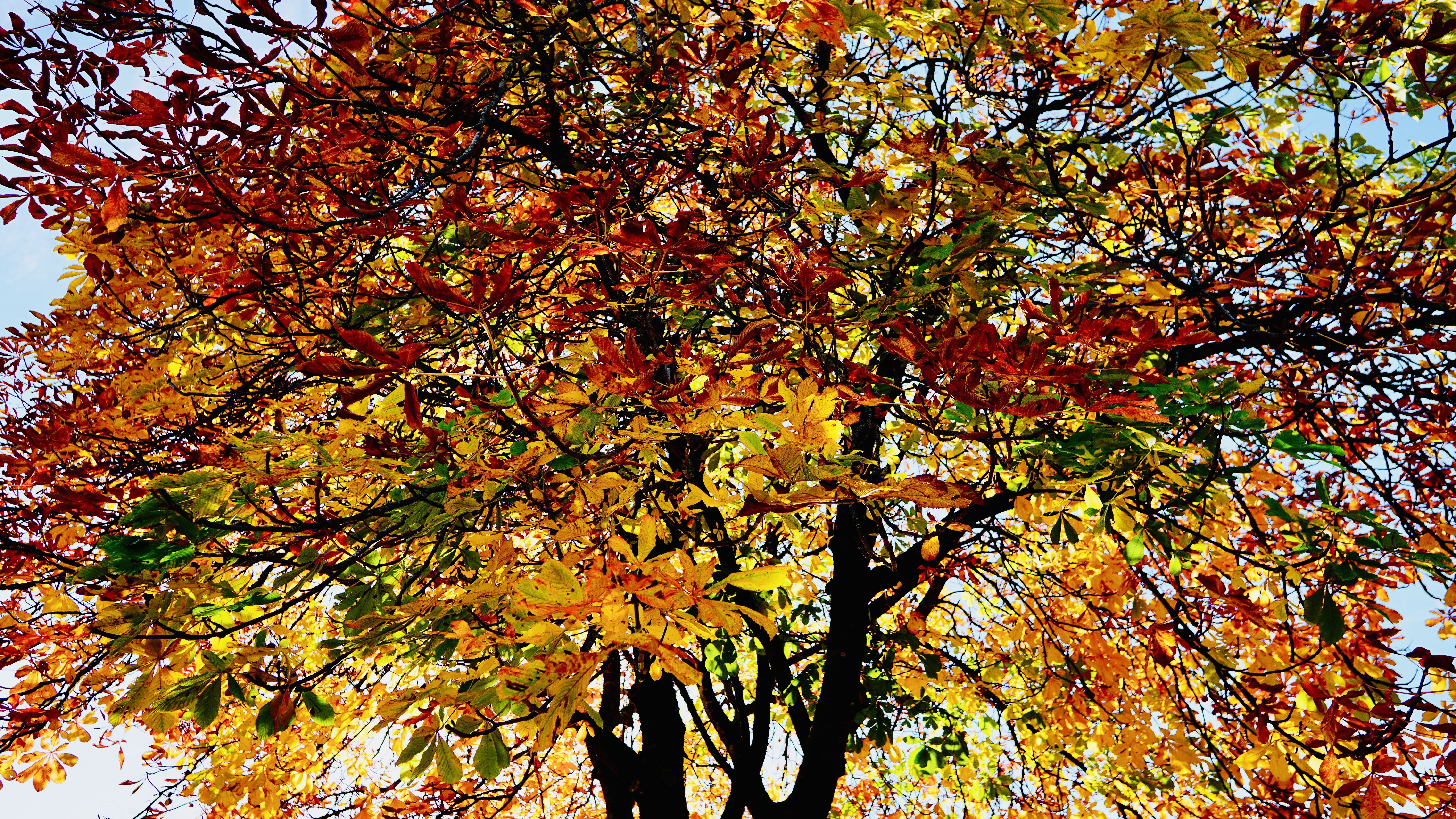 A Canopy of Amber and Flame