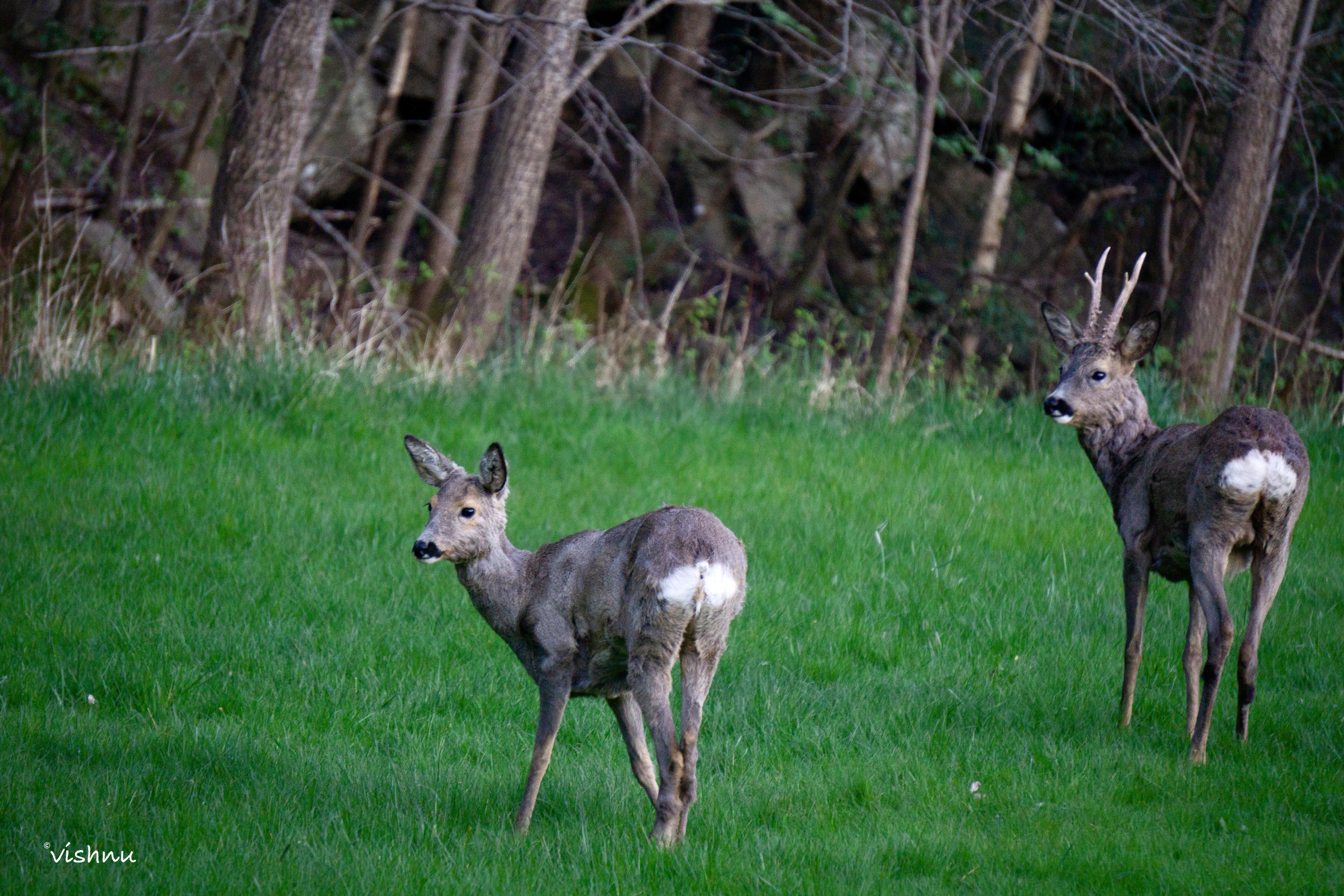 Two Watchers at the Woodland Edge