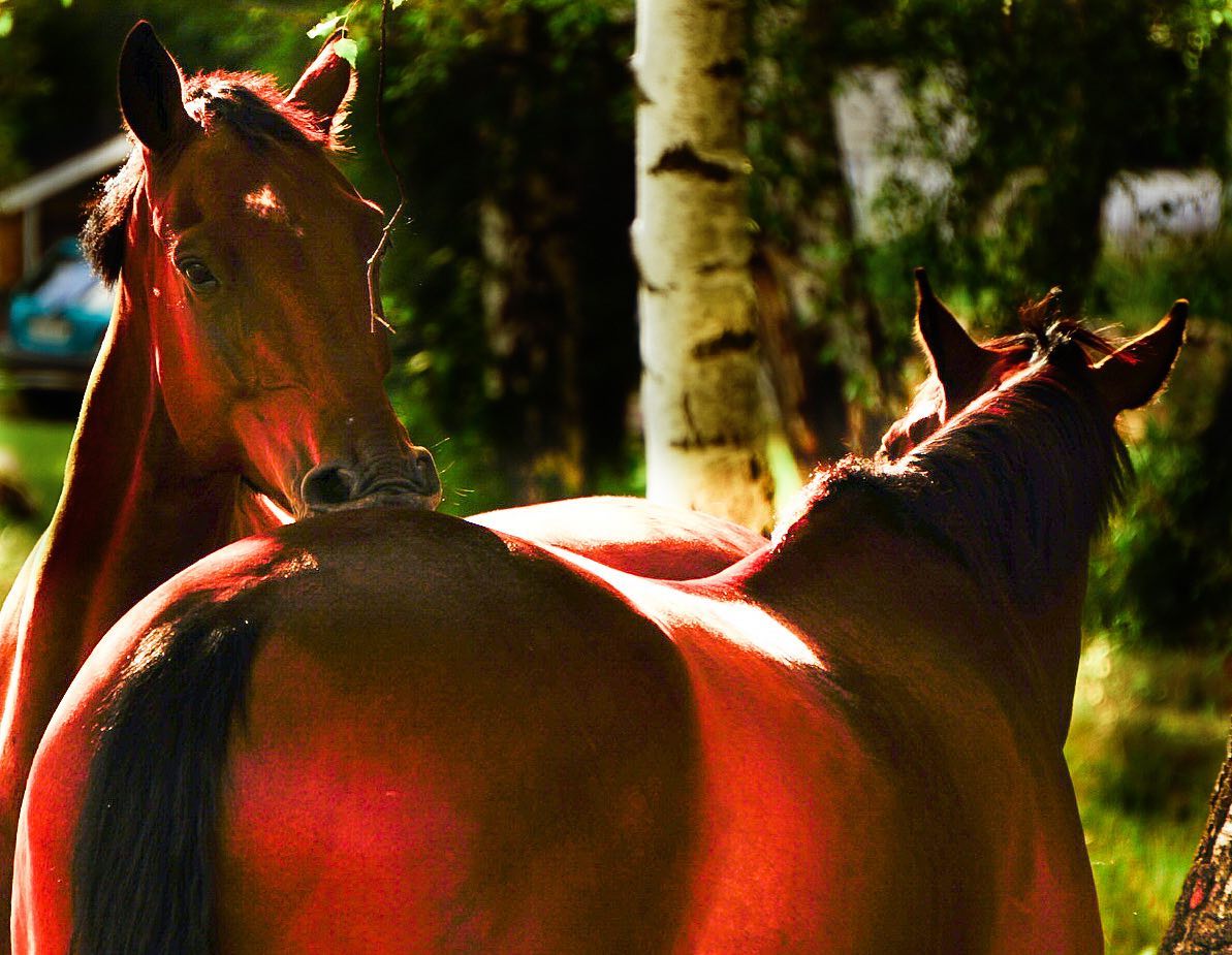 Horses in Evening Light