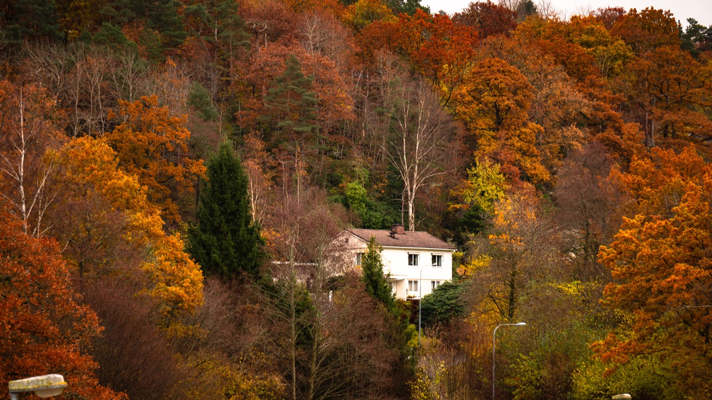 A House Held by Autumn