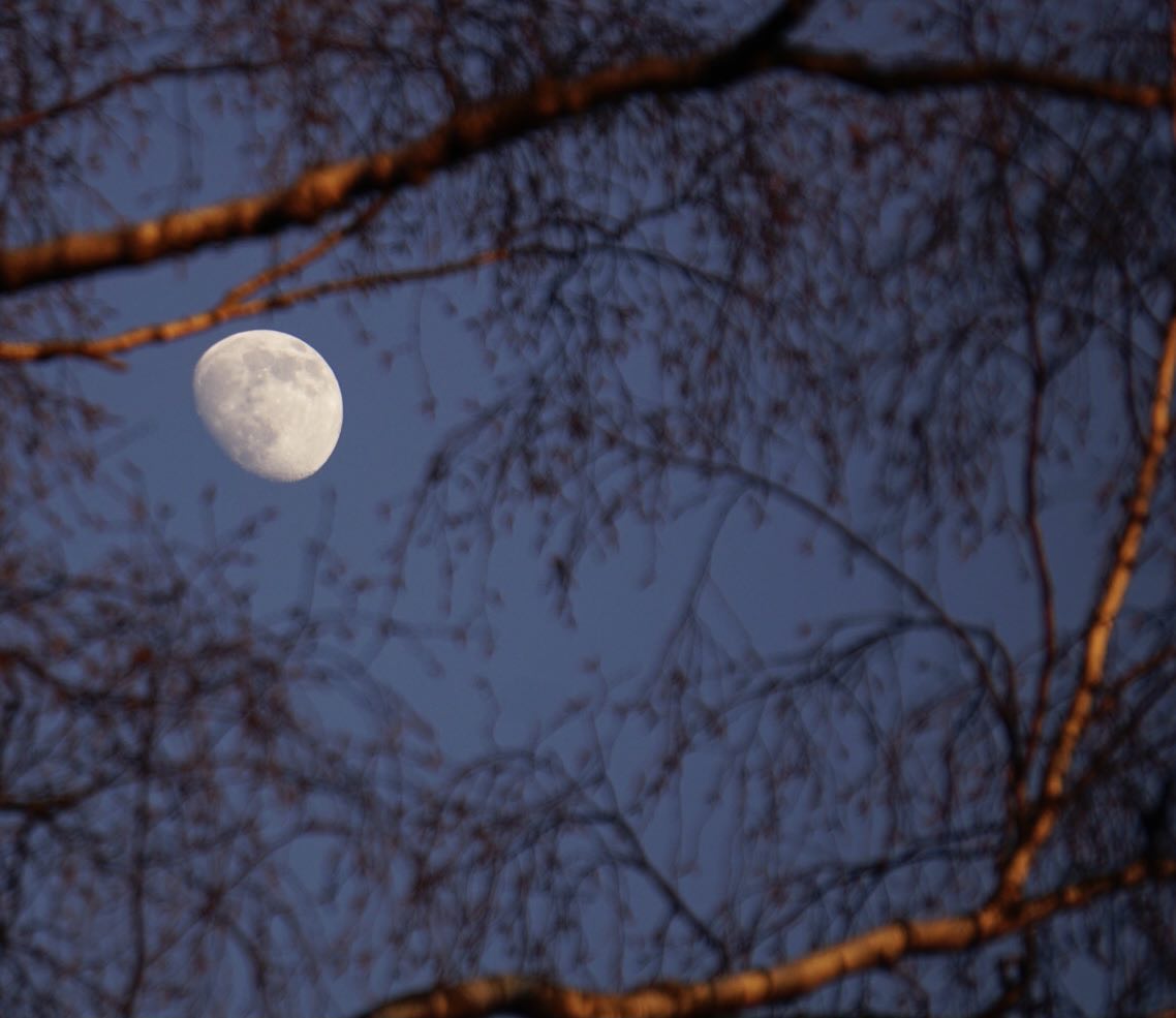 Moon Between Winter Branches
