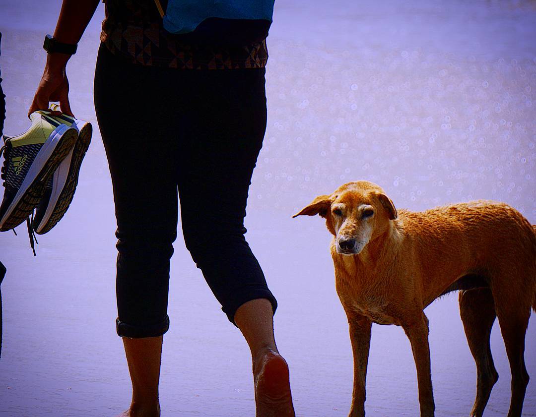 A Companion for the Quiet Walk