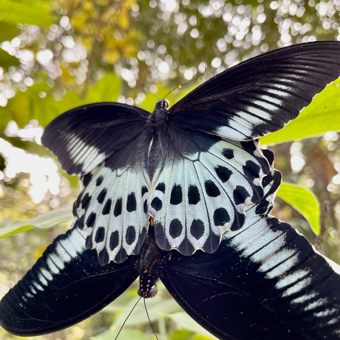 Wings Fold Into Wings