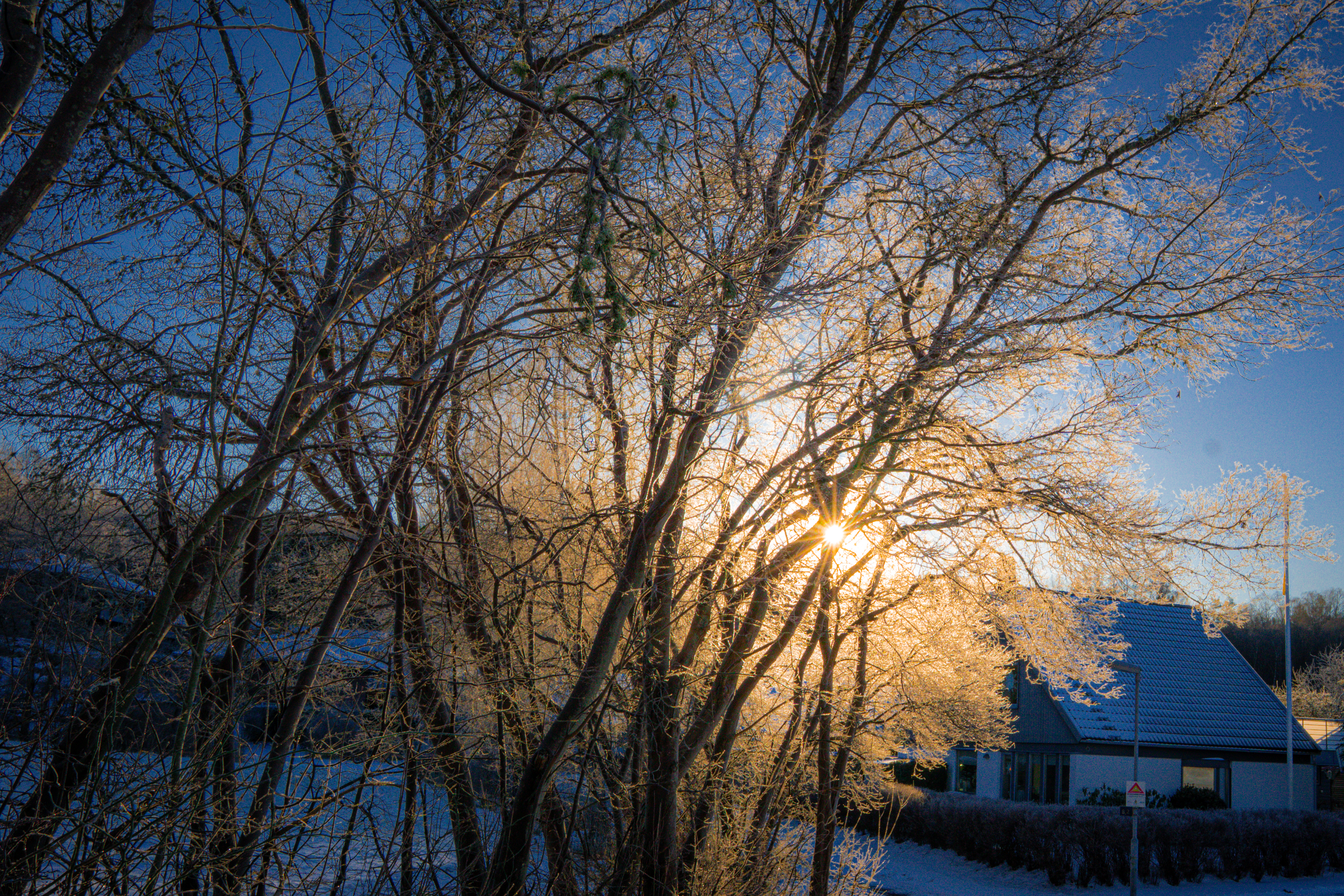 Winter Branches, Borrowed Gold