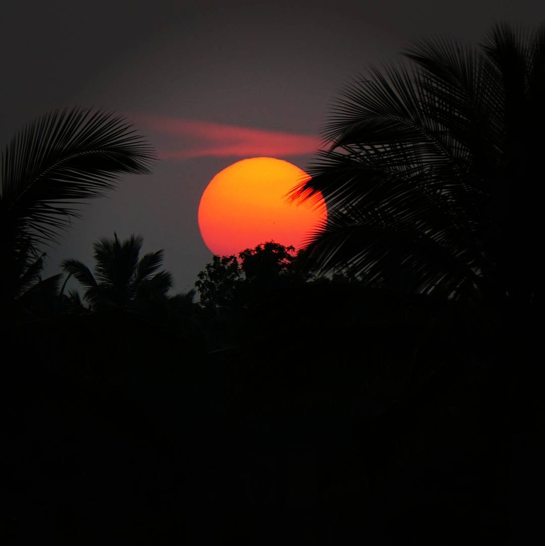 Coconut  Beneath a Red Sun