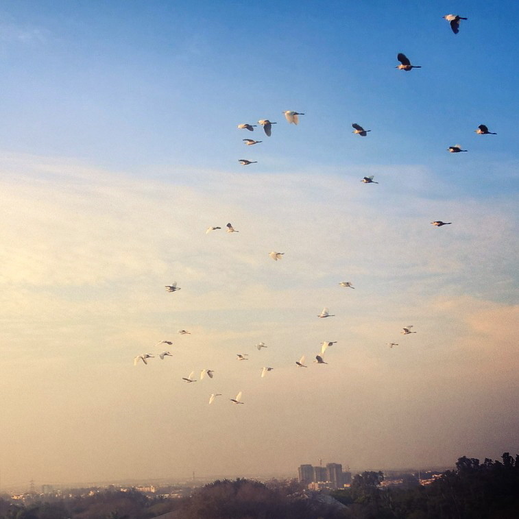 A Sky Written in Wings