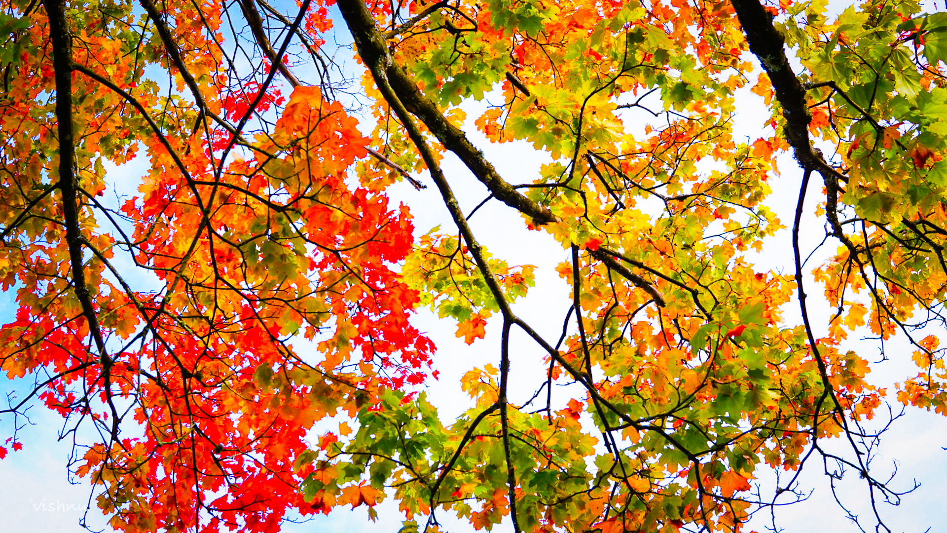 The Sky Through Autumn's Fire