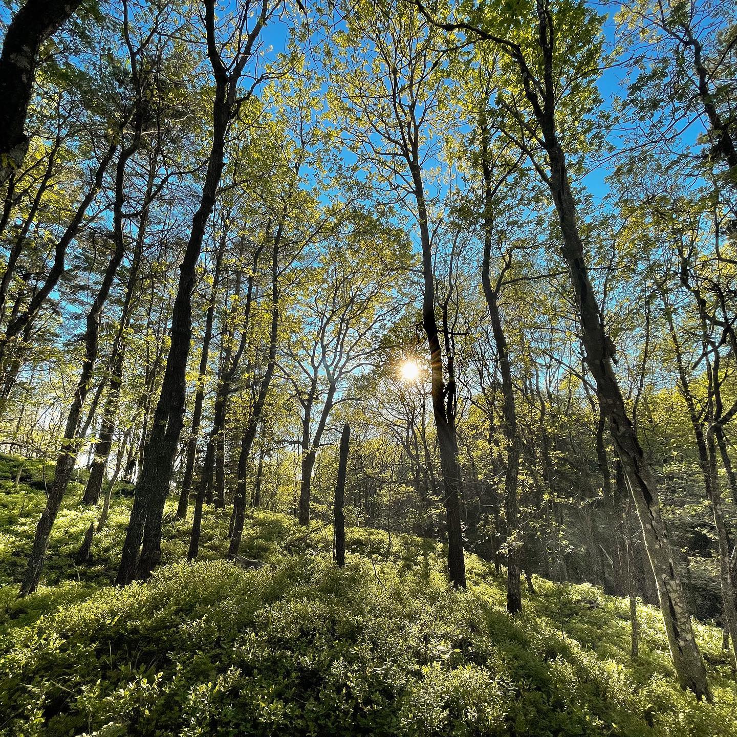 Sunlight Walks between the Trees