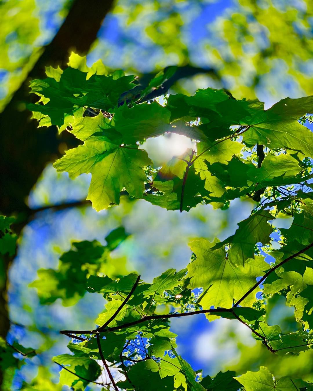 Green Leaves Catch the Sun