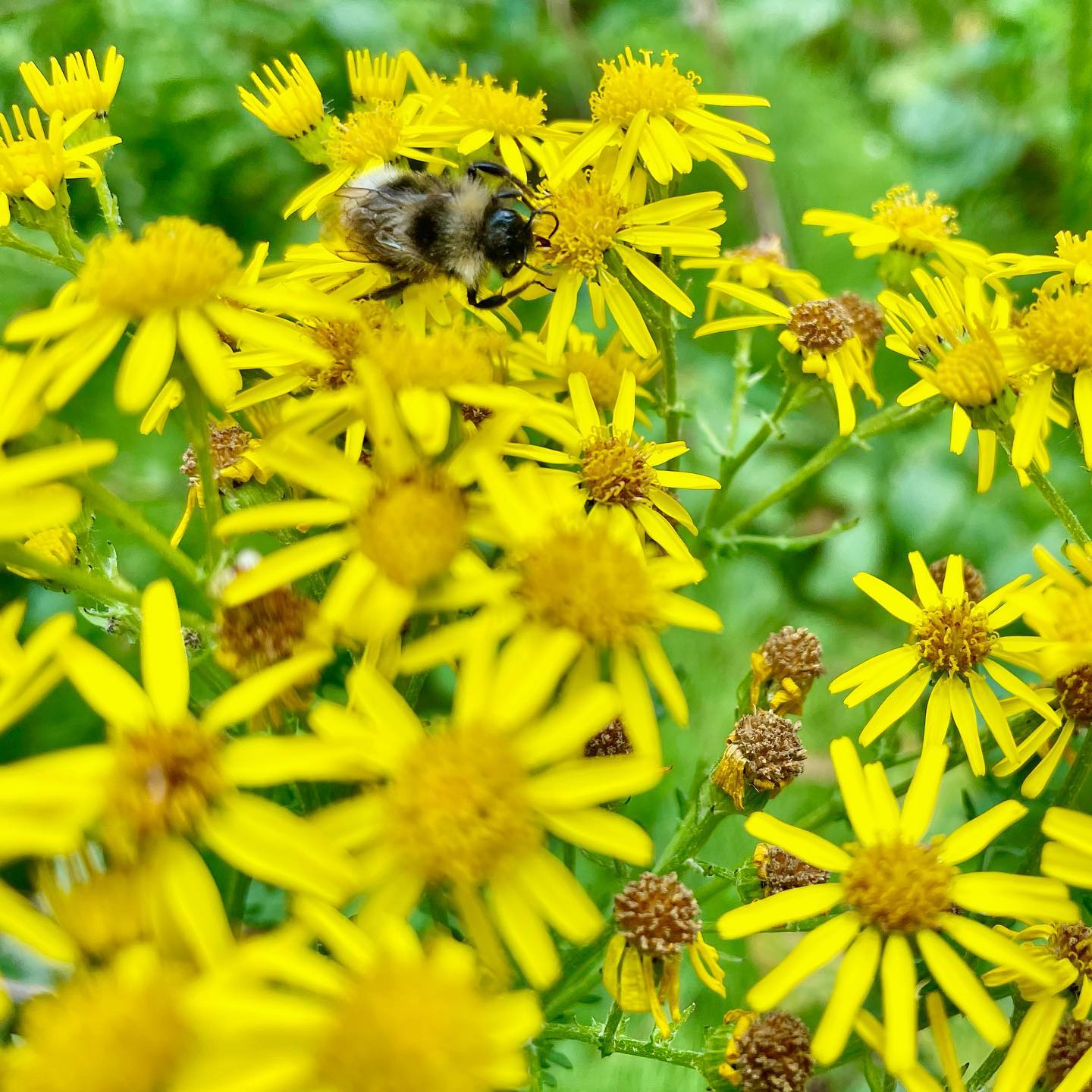 A Golden Errand among the Flowers