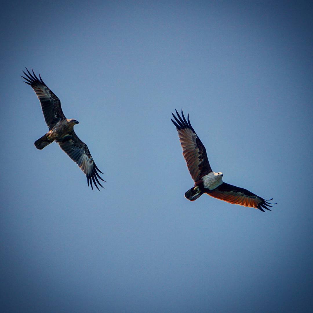 Two Wings Sharing the Wind