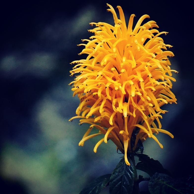 A Flame Made of Petals