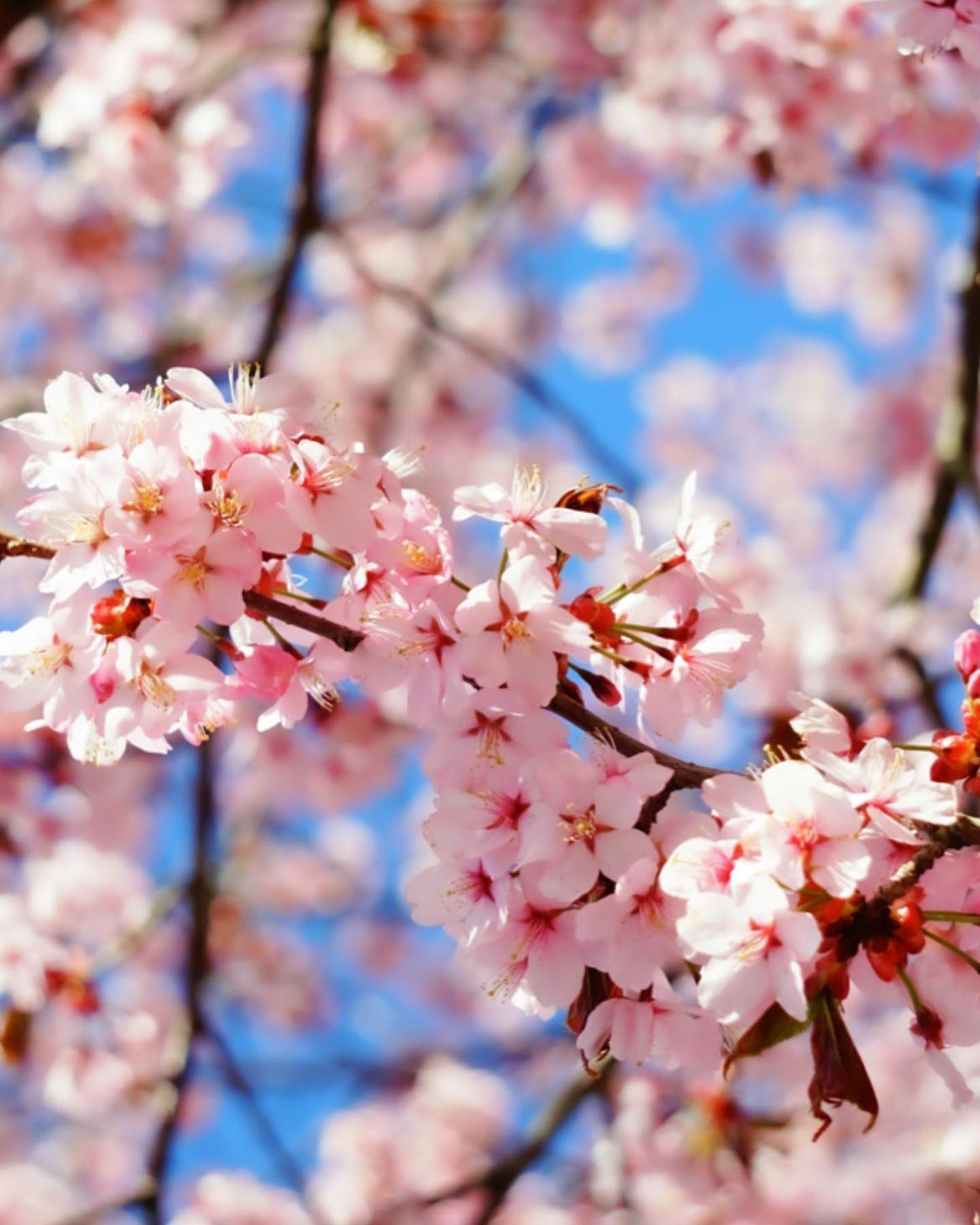 Spring Petals