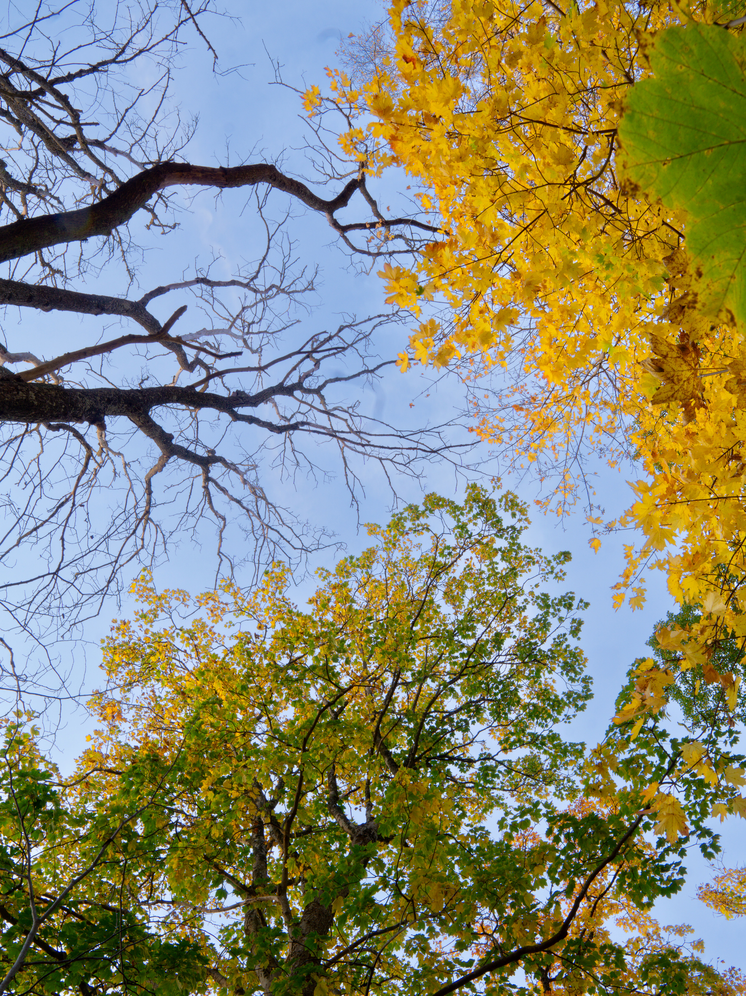 Autumn Opens to the Sky