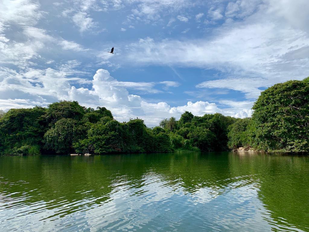 A Wing over the Green Mirror