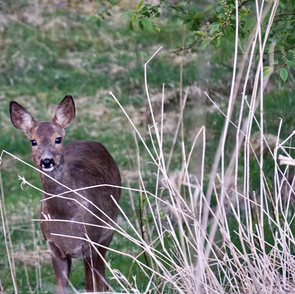 The Quiet Visitor