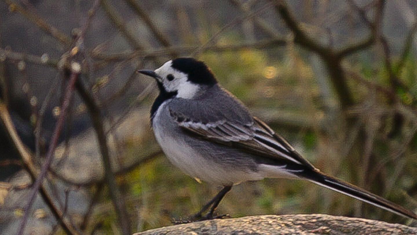 A Small Song among the Branches