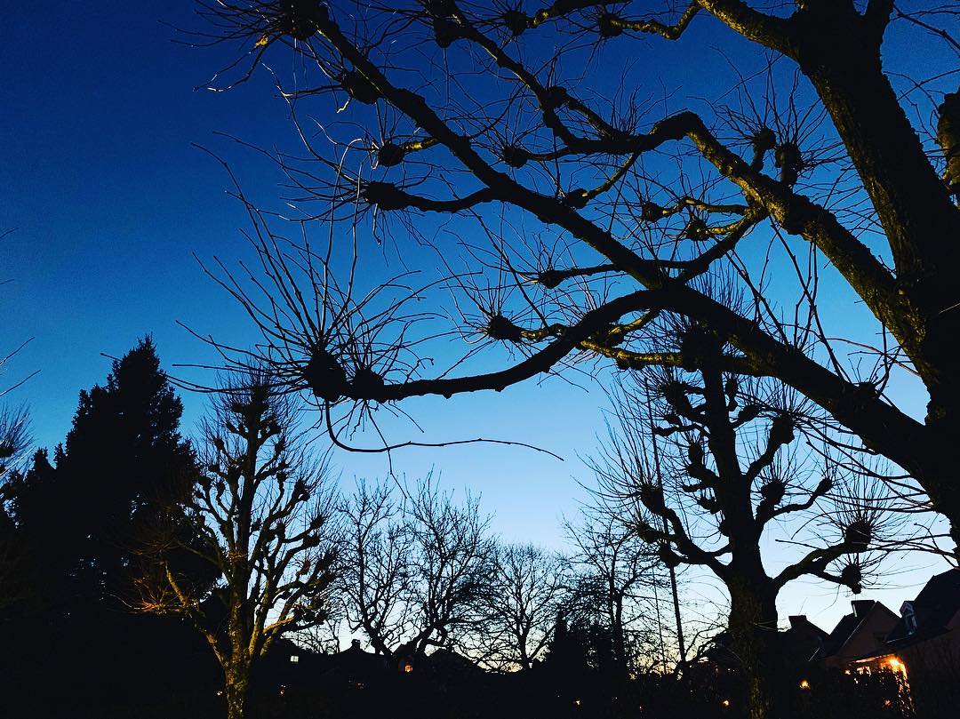 The Trees After Daylight