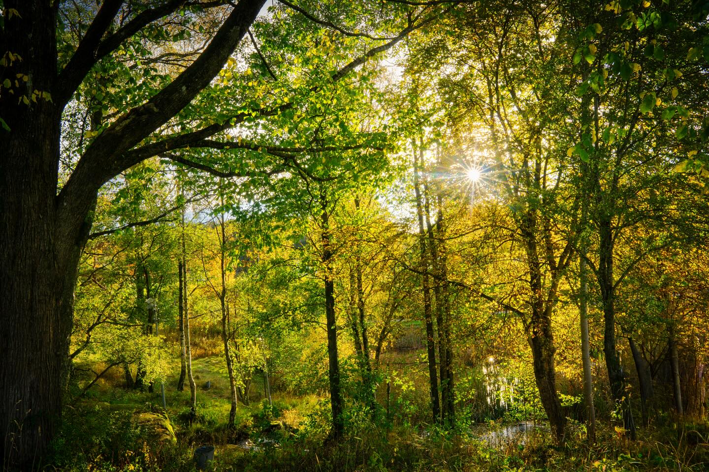 The Forest Opens to Gold